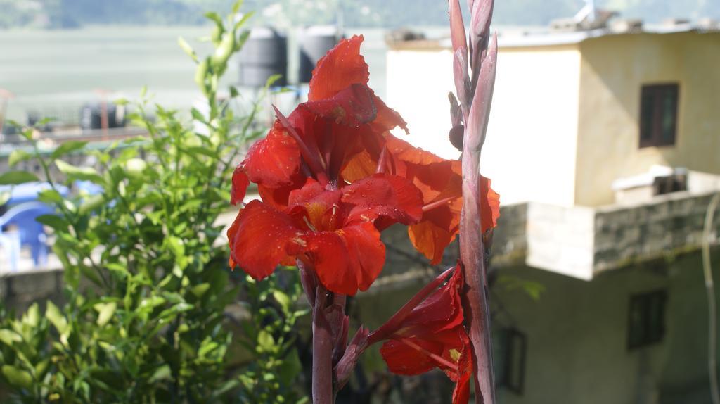 Peace Guest House Pokhara Buitenkant foto